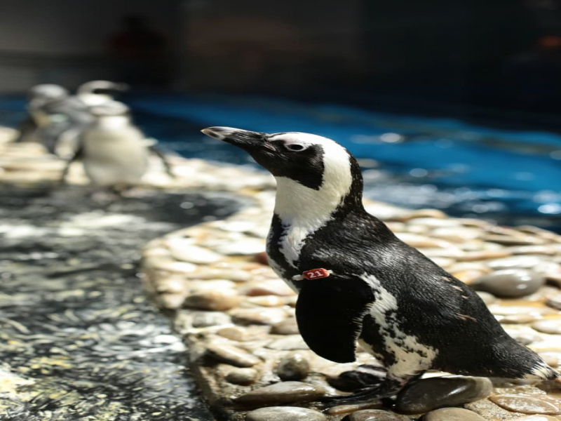African penguin at the penguinarium in underwater world Langkawi