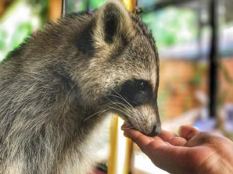 Langkawi Wildlife Park Booking Online