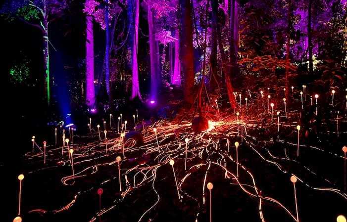 Sang Gedembai seeds at Dream Forest Langkawi